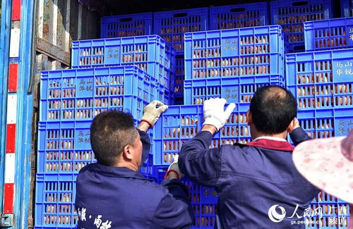 馬山縣 龍頭企業(yè)引領(lǐng)扶貧農(nóng)產(chǎn)品走向國內(nèi)外市場(chǎng)